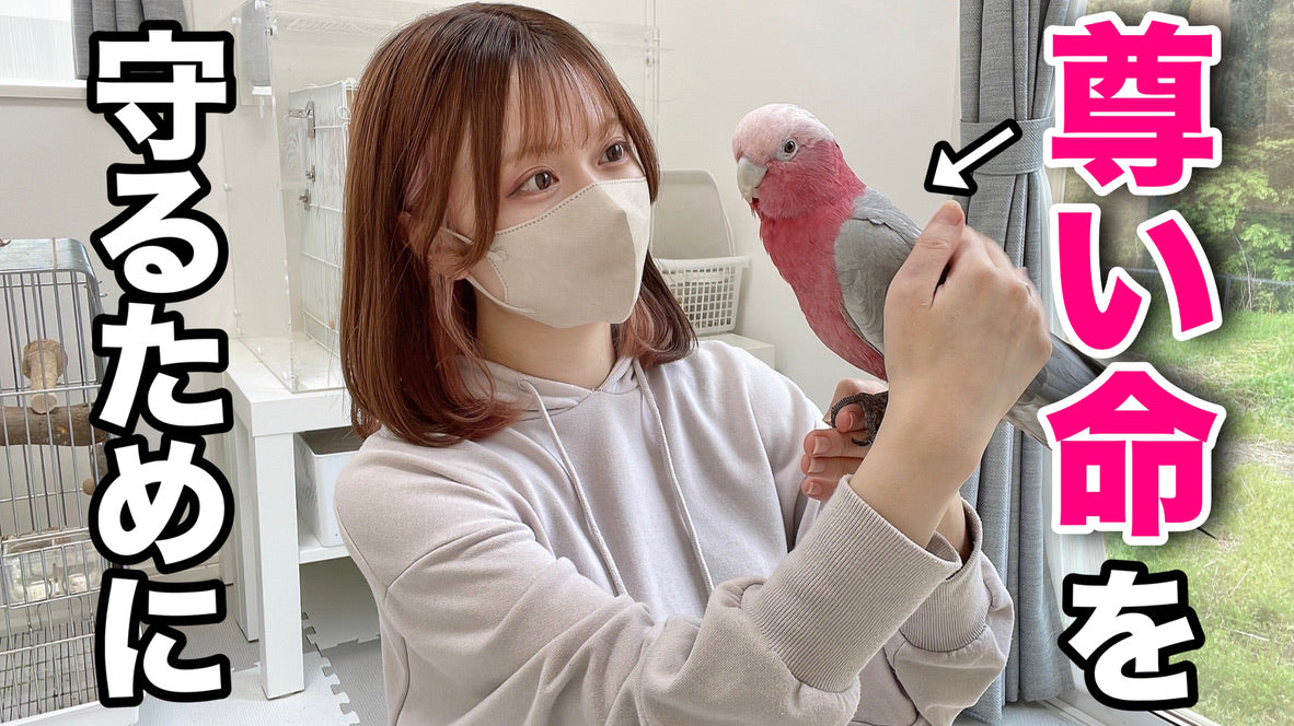 YouTubeチャンネル【2羽と暮らすあんずちゃんねる】 – グリーンパン